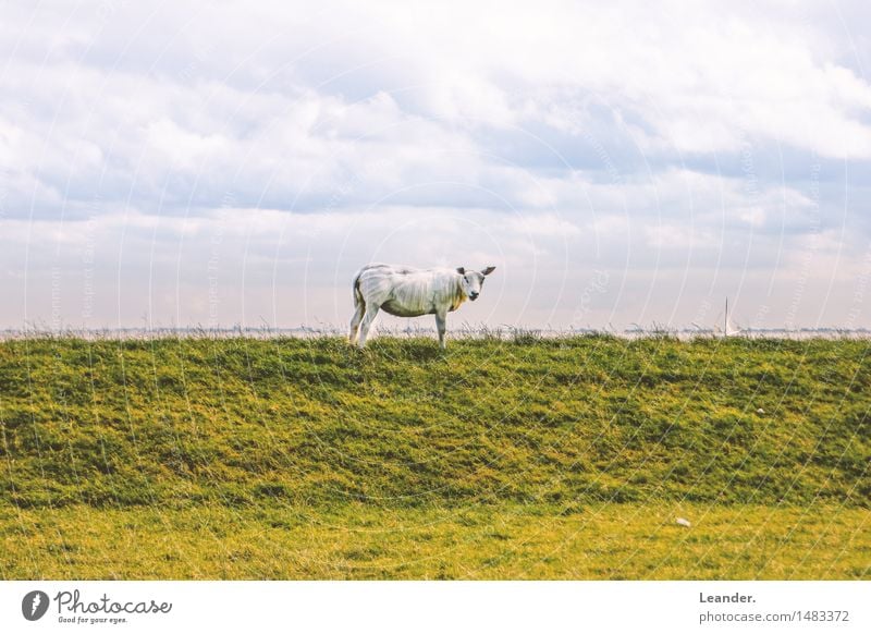 Ganz schön Scha(r)f Umwelt Natur Landschaft Himmel Sommer Herbst Klima Klimawandel Wetter Schönes Wetter Wind Gras Tier 1 Blick stehen blau gelb grün weiß Schaf