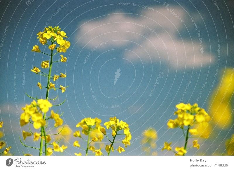 Ikea-Farben-Plakat gelb blau weiß Wolken Raps Blüte Feld Unschärfe Sommer Leben hoch Verschiedenheit Ernte Wachstum Schärfeverlauf