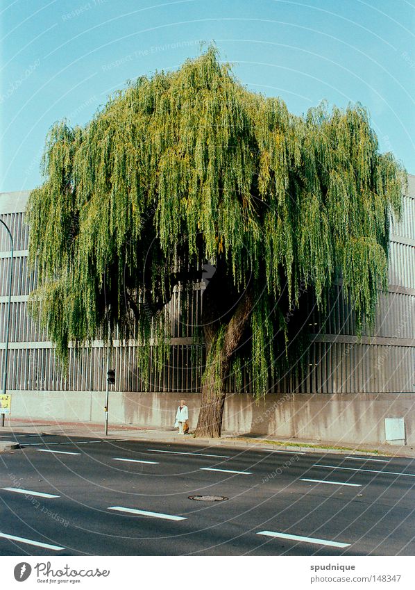 Fulda II Baum Verkehr Spuren mehrspurig Ampel grün Fußgänger warten parken Parkhaus Pflanze sehr wenige fallen Bürgersteig Streifen Abtrennung Landkreis Fulda