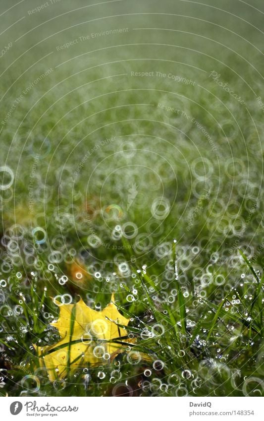 blasenrasen Blatt Rasen Wiese Brachland Gras Matten Weide Grünfläche Zonengrenze Feld Flur grün gelb Herbst Kreis Wassertropfen Tau Nebel Reflexion & Spiegelung