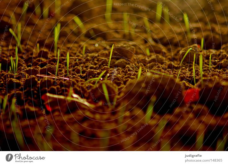 Acker Feld Erde Jungpflanze zart Pflanze Ackerbau Aussaat anbauen Landwirtschaft ländlich Ernährung Lebensmittel Herbst frisch neu Wachstum gedeihen Natur Farbe