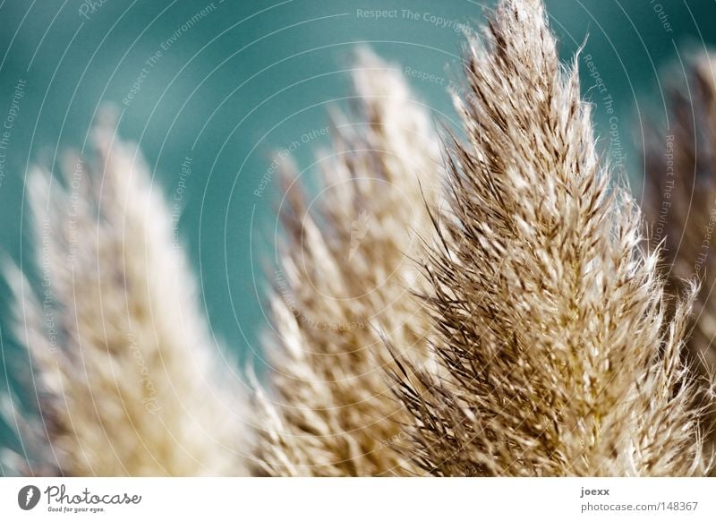 Staubwedel natur. blau Brise Pampasgras leicht Leichtigkeit Rascheln Rauschen samtig sanft Sommer sommerlich Süßgras Uruguay Physik weich Wind Schönes Wetter