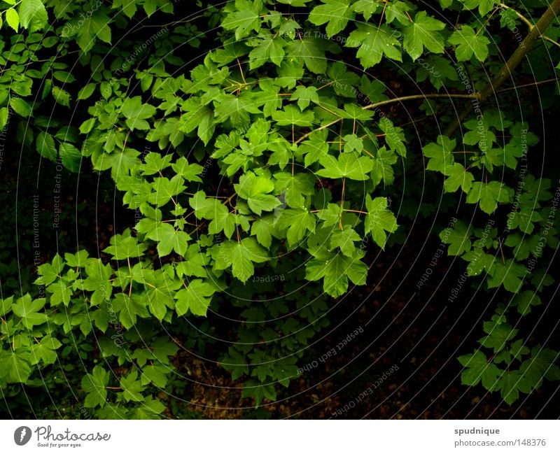 Blattwerk grün Baum Ast Zweig Dach Blätterdach Vogelperspektive frisch Laubbaum Sommer schön Blattgrün Farbe Natur Perspektive