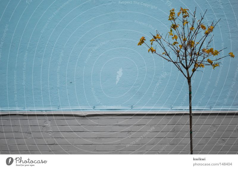 dem ende entgegen hell-blau Blatt Herbst fallen kalt bewegungslos grau Wand Ödland kahl frieren Mauer Stein Linie wenige einfach