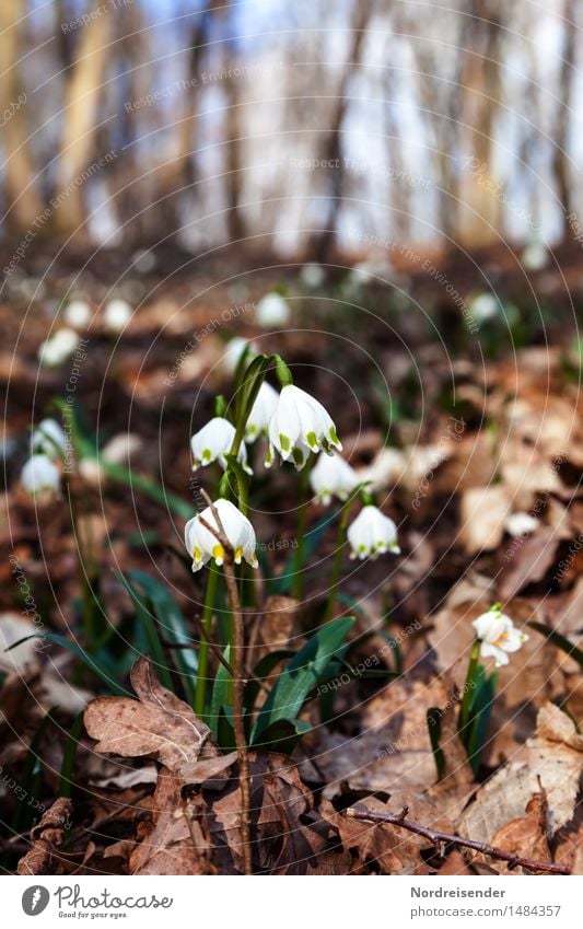 Märzenbecher Sinnesorgane Umwelt Natur Landschaft Pflanze Erde Frühling Klima Schönes Wetter Blume Wildpflanze Park Wald Blühend Duft Wachstum Freundlichkeit