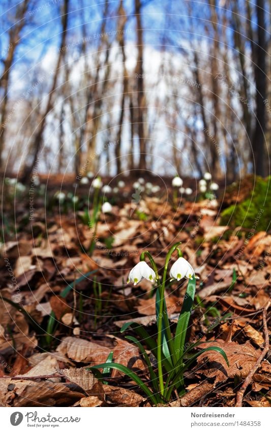 Frühling Sinnesorgane wandern Umwelt Natur Landschaft Pflanze Erde Klima Schönes Wetter Blume Wildpflanze Park Wald Blühend Erholung Wachstum Duft Beginn