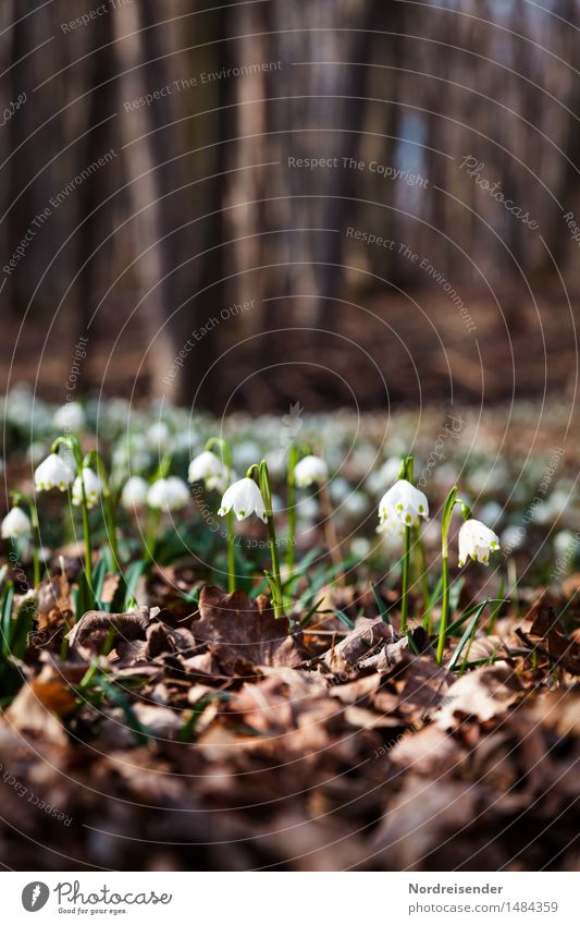 Waldlichtung wandern Umwelt Natur Landschaft Pflanze Erde Frühling Blume Blühend Wachstum einzigartig Hoffnung Stimmung Umweltschutz Wandel & Veränderung