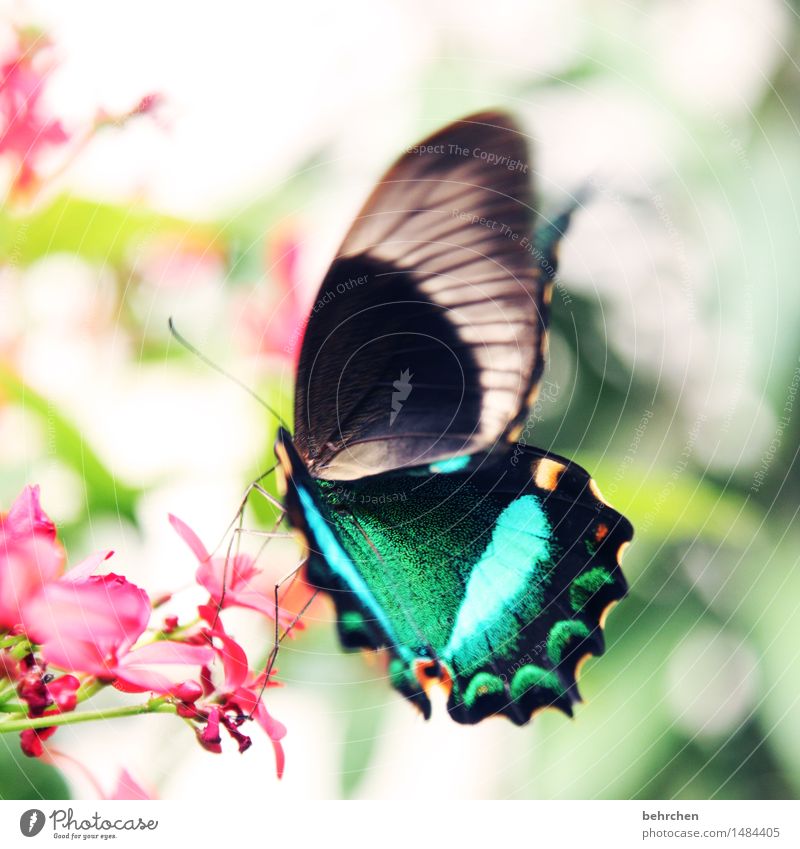 ...nachher Natur Pflanze Tier Blume Sträucher Blatt Blüte Garten Park Wiese Wildtier Schmetterling Flügel 1 beobachten Blühend Duft fliegen Fressen