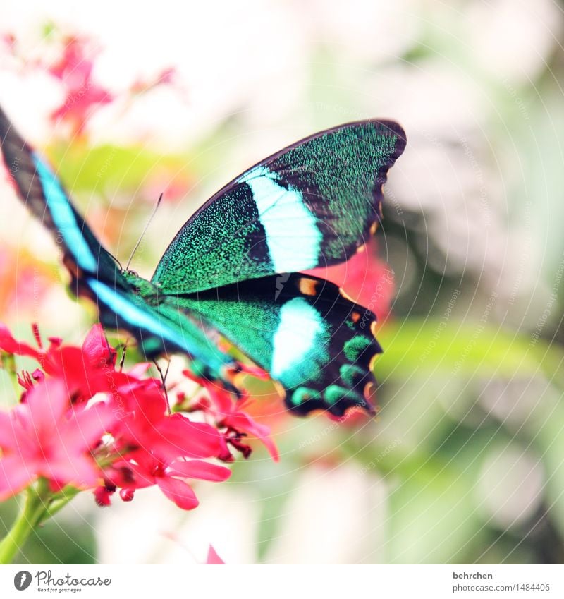 2000... Natur Pflanze Tier Frühling Sommer Blume Blatt Blüte Garten Park Wiese Wildtier Schmetterling Flügel 1 beobachten Blühend Erholung fliegen Fressen