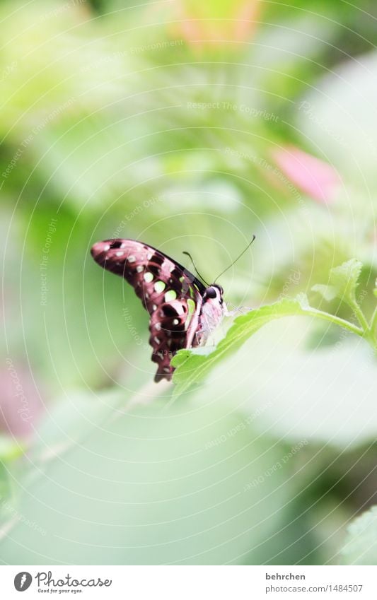 versteckt Natur Pflanze Tier Baum Sträucher Blatt Garten Park Wiese Wildtier Schmetterling Tiergesicht Flügel Fühler Auge 1 beobachten Erholung fliegen Fressen