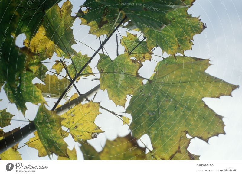 Morgenblattrauschen Herbst Blatt Herbstlaub Oktober Goldregen Beleuchtung Physik Ast Baum fallen Ende analog Dia Havelland Gefühle goldener oktober