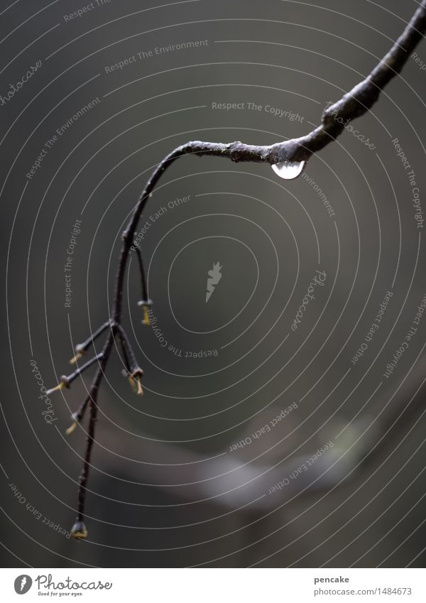 träne auf reisen Natur Urelemente Wassertropfen Baum Wald Zeichen Weisheit Reinheit bescheiden demütig Traurigkeit Erschöpfung Ast Blüte Regen weinen Tränen