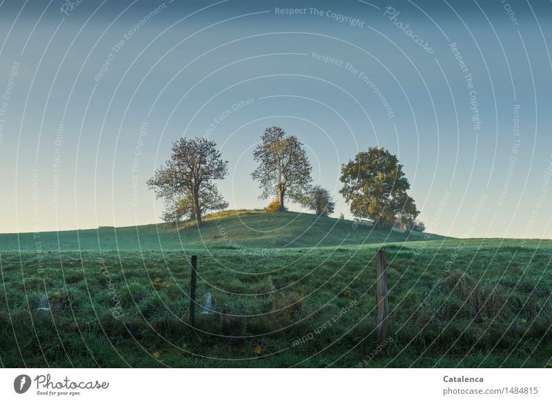 Das Blau davor, Baumgruppe am Horizont kurz vor Sonnenaufgang Umwelt Natur Landschaft Pflanze Himmel Wolkenloser Himmel Herbst Schönes Wetter Esche Wiese Hügel