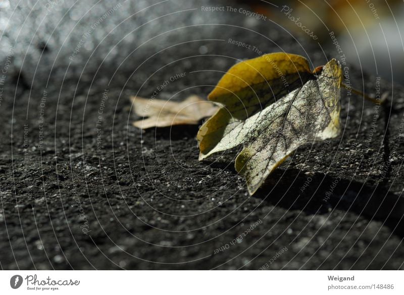 Herbsthärte Farbfoto Außenaufnahme Nahaufnahme Menschenleer Textfreiraum links Textfreiraum unten Abend Kontrast Schwache Tiefenschärfe Baum Blatt fallen