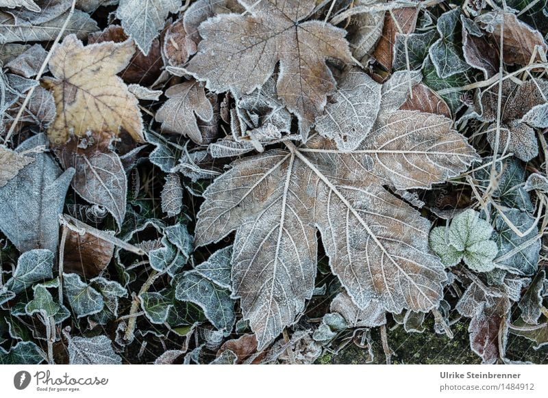 Leicht frostig 3 Umwelt Natur Pflanze Herbst Winter Eis Frost Gras Blatt Garten frieren liegen dehydrieren kalt nass natürlich trocken Vergänglichkeit