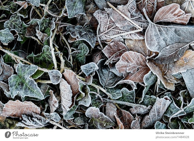 Leicht frostig 2 Umwelt Natur Pflanze Herbst Winter Eis Frost Gras Blatt Garten frieren liegen dehydrieren kalt nass natürlich trocken Vergänglichkeit