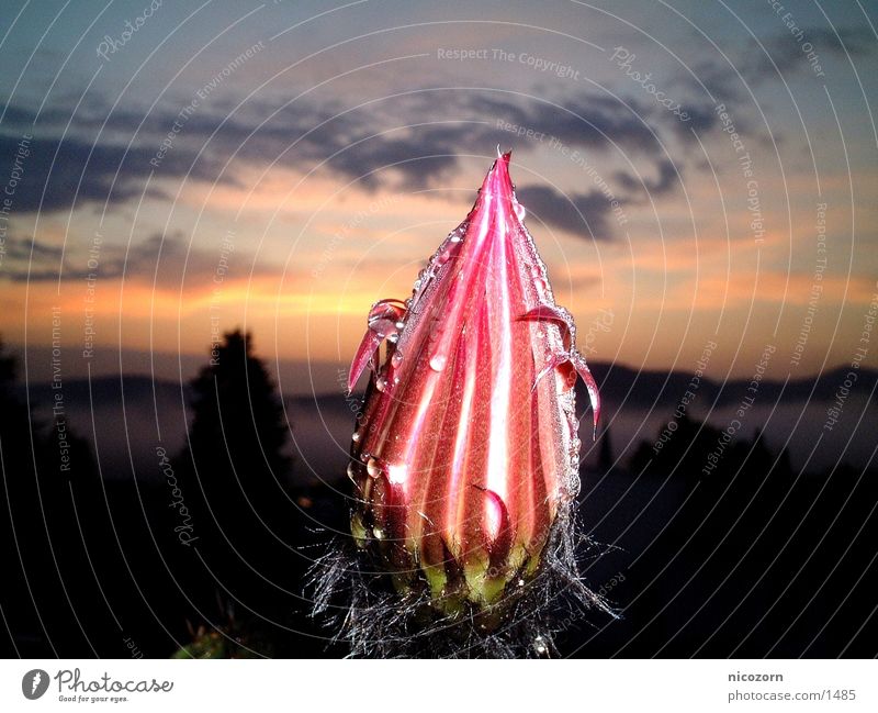 Kaktusblüte im Regen Kakteenblüte Sonnenaufgang Blüte