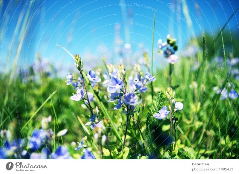 endlich isser da! Natur Pflanze Himmel Frühling Sommer Schönes Wetter Blume Gras Sträucher Blatt Blüte Veronica Garten Park Wiese Blühend Duft schön sommerlich