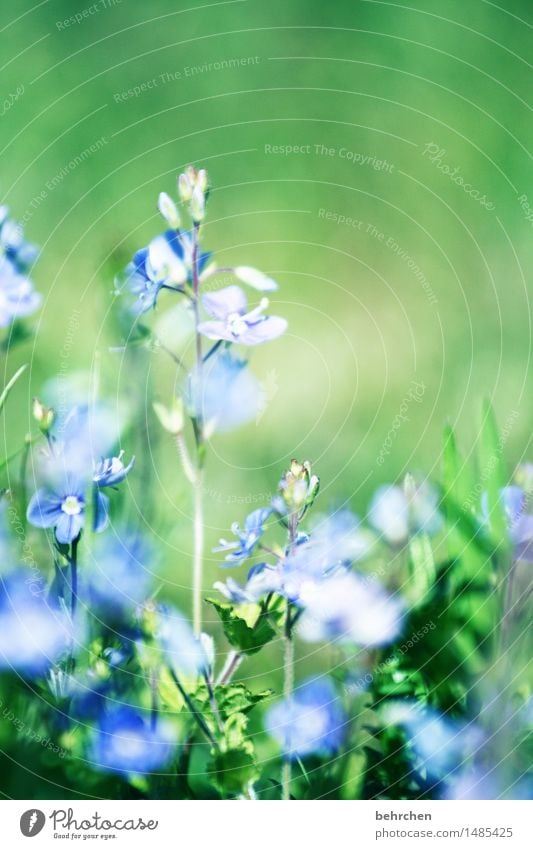 summertime Natur Pflanze Frühling Sommer Schönes Wetter Blume Gras Blatt Blüte Veronica Garten Park Wiese Feld Blühend Duft verblüht Wachstum frisch schön klein