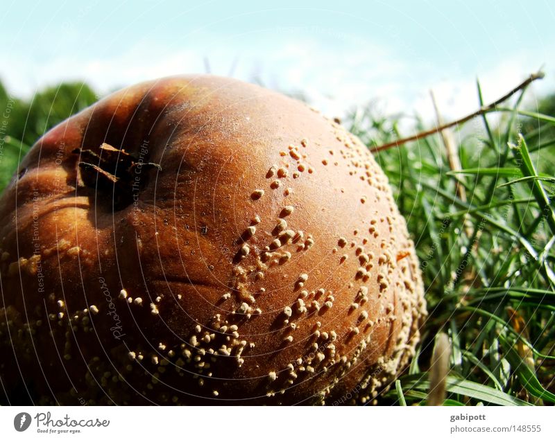 BioBratapfel Farbfoto Außenaufnahme Detailaufnahme Makroaufnahme Menschenleer Tag Sonnenlicht Zentralperspektive Lebensmittel Frucht Apfel Ausflug Sommerurlaub