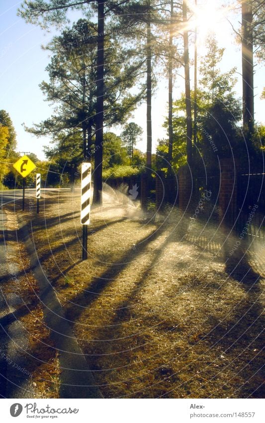 Hier regnets von unten! Sonne Wiese Himmel rechts Baum Nadelbaum Fichte Verkehr sprengen gießen nass Sommer Herbst Amerika Schatten USA Regen Straße Rasen Graß