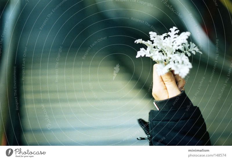 willkommen, winter. Blume Pflanze Winter Tiefenschärfe U-Bahn Treppe Jacke kalt Herbst Freude Hand Arme