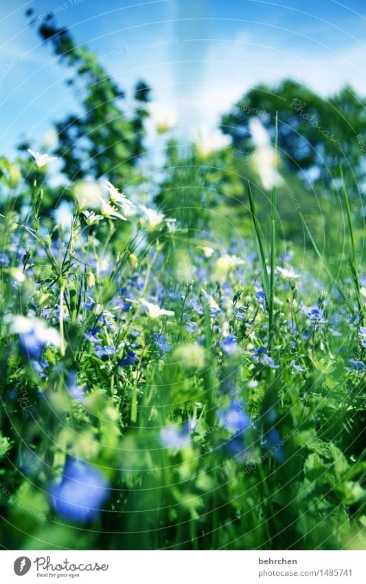 käfer sein Natur Pflanze Himmel Sommer Schönes Wetter Blume Gras Blatt Blüte Wildpflanze Veronica Garten Park Wiese Blühend Duft Erholung wandern schön