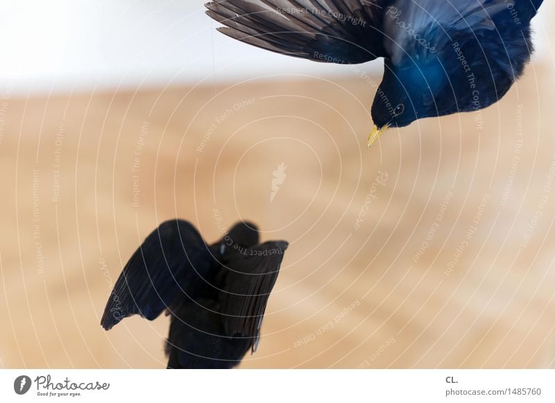 vögel Ausstellung Museum Umwelt Natur Tier Wildtier Totes Tier Vogel Tiergesicht Flügel 2 fliegen stagnierend Tod Farbfoto Menschenleer Textfreiraum links