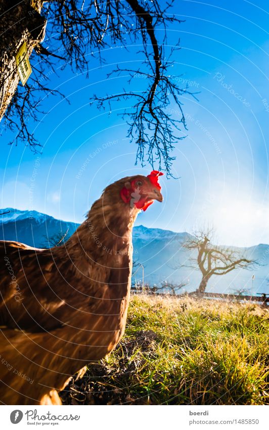 don't mess with the chicken Tier Haustier Nutztier Vogel Hühnervögel 1 nerdig Neugier Tierliebe skurril Stimmung Fototechnik Haushuhn Farbfoto Außenaufnahme Tag