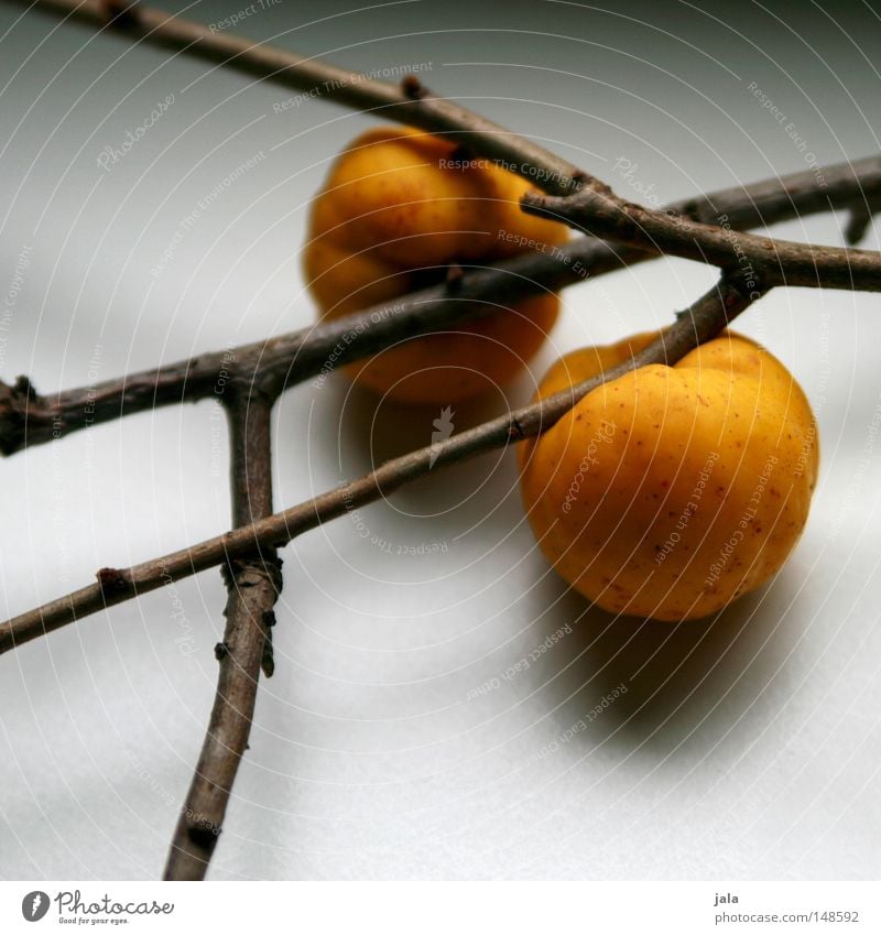 obstgehölze Quitte Ast gelb Frucht Marmelade Gel Herbst Stillleben Garten Ernte Park