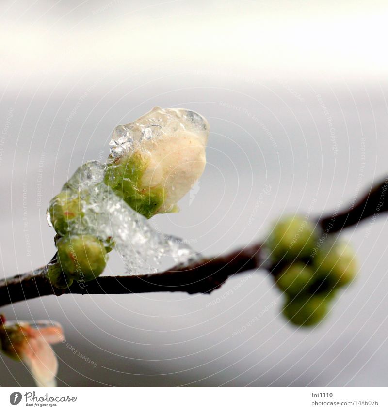 vereiste Quittenblüte Natur Pflanze Wasser Wassertropfen Winter Wetter Schönes Wetter Regen Eis Frost Sträucher Blüte vereiste Knospe der Zierquitte Garten Park