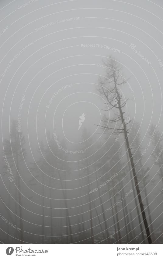 seelenlandschaft Baum Hexe gruselig Tod Schrecken November Herbst Angst Nebel Skelett morsch dunkel Trauer Verzweiflung schauder