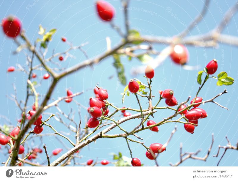 zart besaitet Sonne Beeren Hagebutten Ast Zweig Frühling Sommer Ernte reif grün Reifezeit Wachstum Pflanze Biologie Himmel blau rot hell Hundsrose