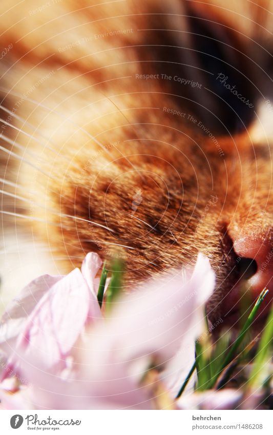 dufte Natur Pflanze Tier Frühling Sommer Schönes Wetter Gras Blüte Blütenblatt Garten Park Wiese Haustier Katze Tiergesicht Fell Nase Schnurrhaar 1 Blühend Duft