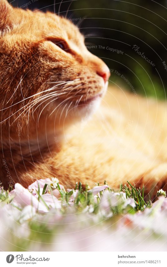 wärme Natur Pflanze Tier Frühling Sommer Schönes Wetter Gras Blüte Garten Park Wiese Haustier Katze Tiergesicht Fell 1 beobachten Erholung genießen schlafen