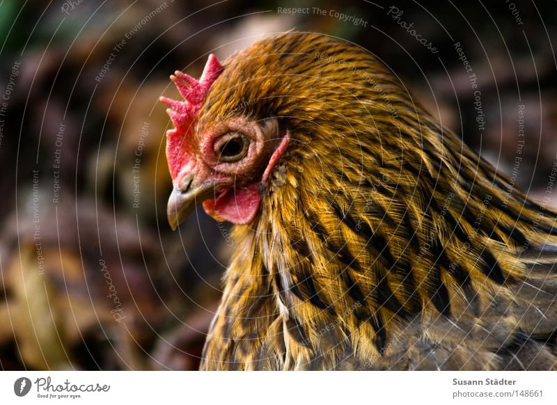 Boaaaaggg!Boaaaaggg! Haushuhn Zoo Chemnitz Feder Ei Rührei lecker Salz Kochsalz Pfeffer Hahn Chinese knusprig frisch Mittagessen Vieh Gackern Wiese Kamm Vogel