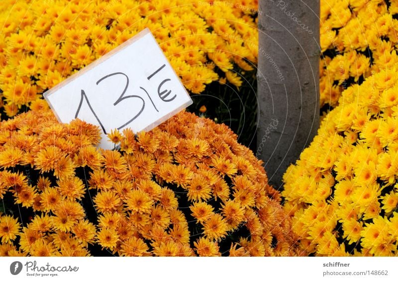 13 öre Chrysantheme Blüte Blume Pflanze Zierpflanze Heilpflanzen Korbblütengewächs Stauden Blühend gelb orange rot zart Muster schön ästhetisch Vergänglichkeit