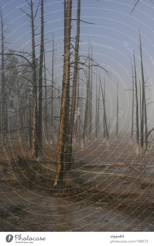 zukunft Zukunft Nebel Herbst September erbe der menschen kranker wald wald im nebel unwiderruflich