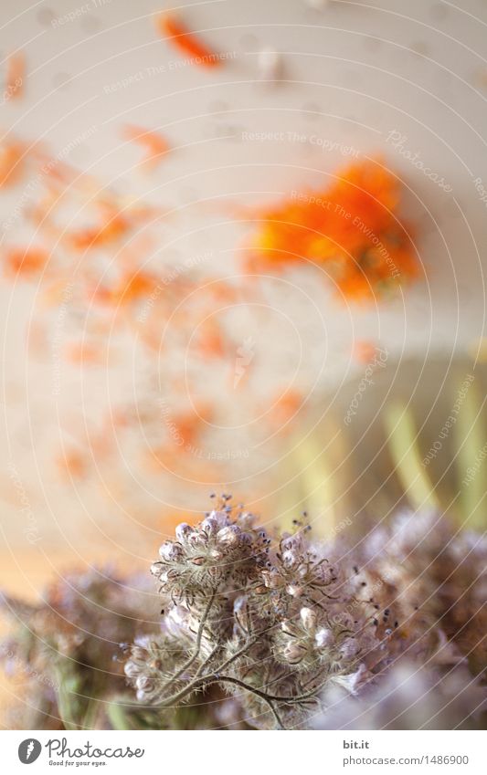 Blumenstrauß Pflanze Blüte verblüht dehydrieren Blumenvase Trockenblume Farbfoto