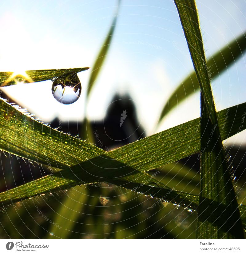 Kleines Universum Wassertropfen Tropfen Wiese Gras Halm Spiegel Reflexion & Spiegelung Sonne Beleuchtung glänzend Himmel Wolken blau grün weiß Haus Frühling