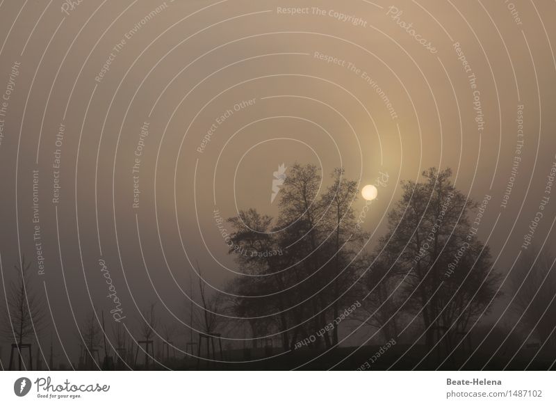 Ton in Ton| Minimal Art Ausflug Landwirtschaft Forstwirtschaft Umwelt Natur Landschaft Pflanze Erde Himmel Wolkenloser Himmel Sonne Sonnenlicht Klima Nebel Baum