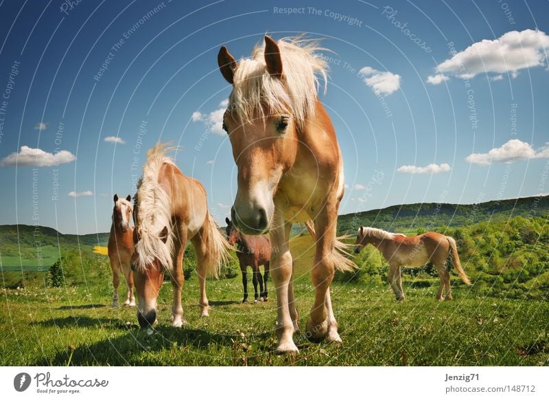 Haflinger. Pferd Weide Wiese Himmel Wolken Pferdezucht Reiterhof Reiten Herde Pferdekopf Mähne Huf Säugetier Pferdehaltung