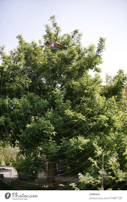 Suchbild Mensch feminin Kind Mädchen Geschwister Schwester Familie & Verwandtschaft Kindheit 2 3-8 Jahre Sonne Sommer Schönes Wetter Baum Apfelbaum Garten