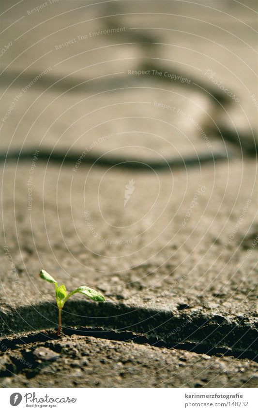 Lebensmut Pflanze Gras sprießen Stein grün grau Terrasse Sonnenbad Lebenskraft Hoffnung Vertrauen Kraft Überleben Außenaufnahme Natur Kopfsteinpflaster