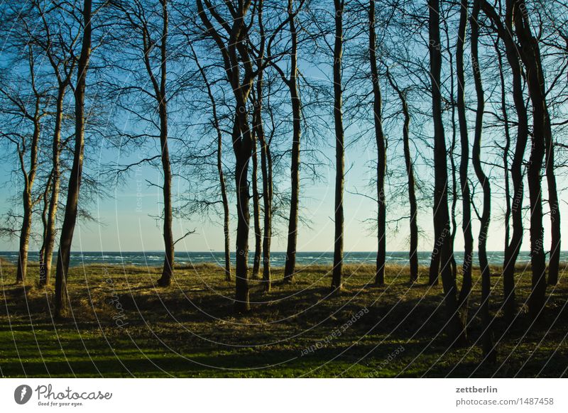 Thiessow Morgen Himmel Horizont Landschaft Mecklenburg-Vorpommern Meer mönchgut Rügen Strand Wasser Wellen Winter Ostsee Perspektive Wald Baum Baumstamm