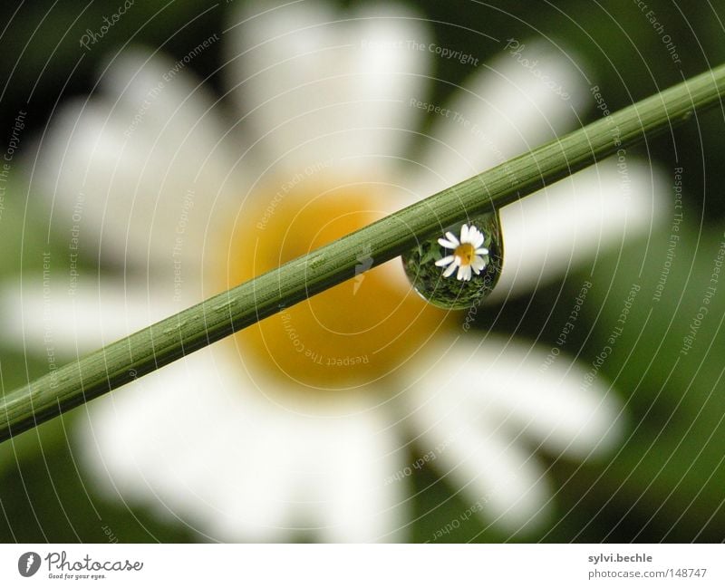 spiegelung schön Natur Wasser Wassertropfen Frühling Wetter Regen Blume Gras Blüte Blühend entdecken nass gelb grün weiß Margerite Gänseblümchen Beleuchtung