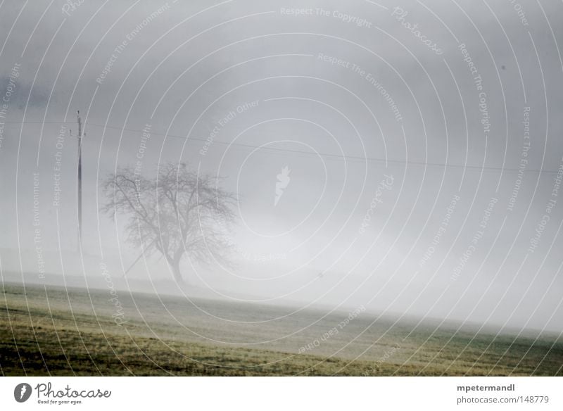 tree in the mist Baum Unschärfe Silhouette Pflanze Obstbaum Europa Österreich Feld Landwirtschaft Wiese braun Herbst nass Nebel eidenberg Traurigkeit