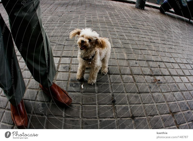 bitte lächeln! Straße Hund lachen gehorsam Pudel Plüsch Säugetier Mann Beine Fuß Freude grinsen Pflastersteine Stadt Stein Quadrat Schuhe Leder Haustier klein