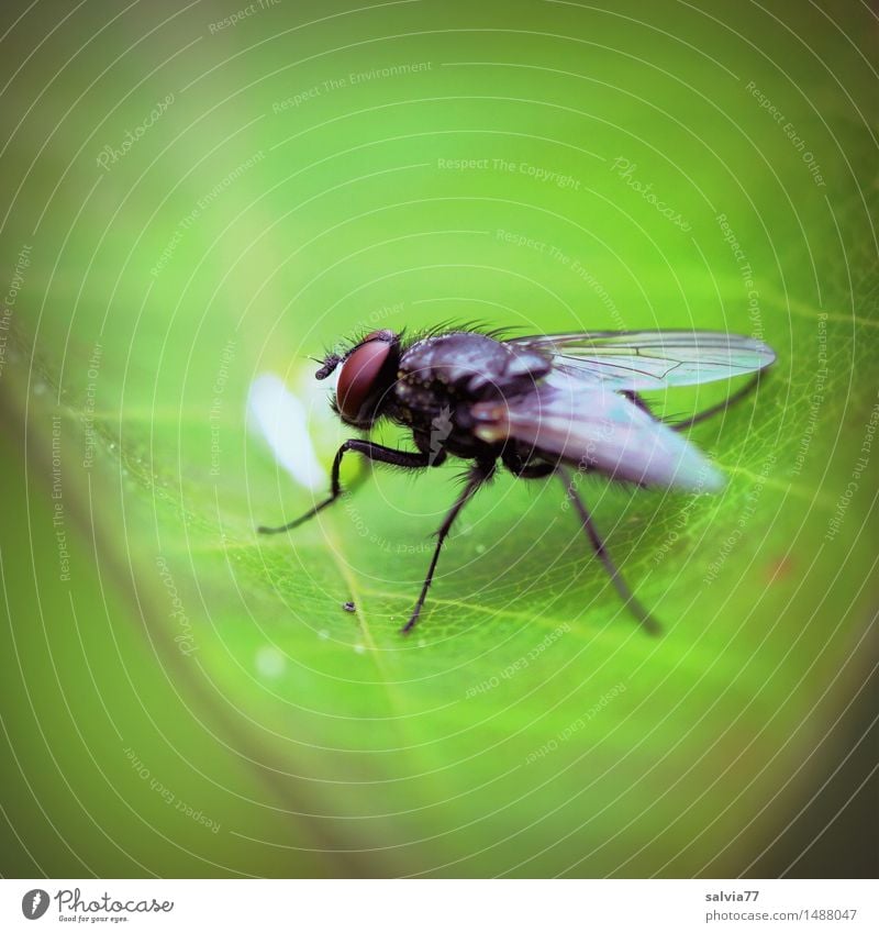 Letzter Tropfen Natur Pflanze Tier Blatt Wildtier Fliege Flügel Insekt Facettenauge 1 beobachten krabbeln sitzen klein grün Leichtigkeit Farbfoto Außenaufnahme