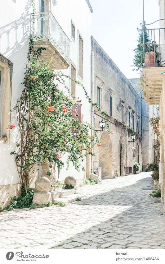 Im Licht Sommer Schönes Wetter Blume Sträucher Italien Apulien Kleinstadt Stadtzentrum Altstadt Menschenleer Haus Einfamilienhaus Mauer Wand Fassade Balkon